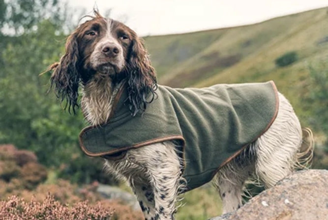 Premium Dog Gear and Accessories at Great Outdoor Depot
